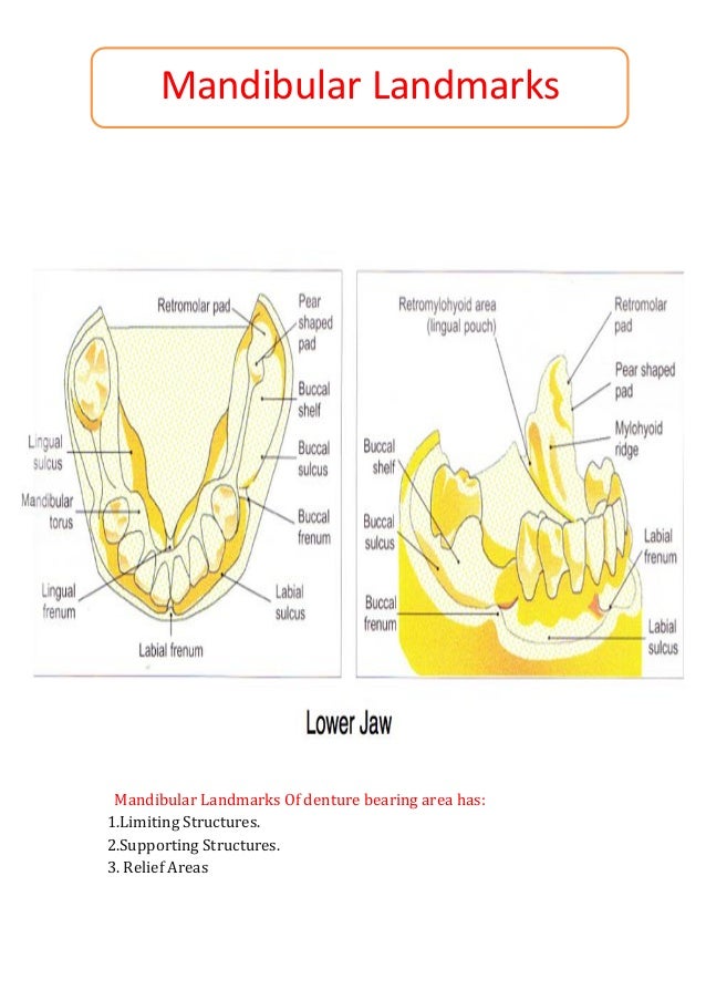 Anatomical Landmarks "NOTES" Of R.Prosthodontics