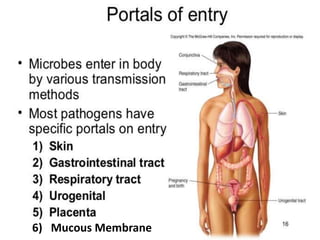 Mrs. Babitha K Devu 376) Mucous Membrane
 