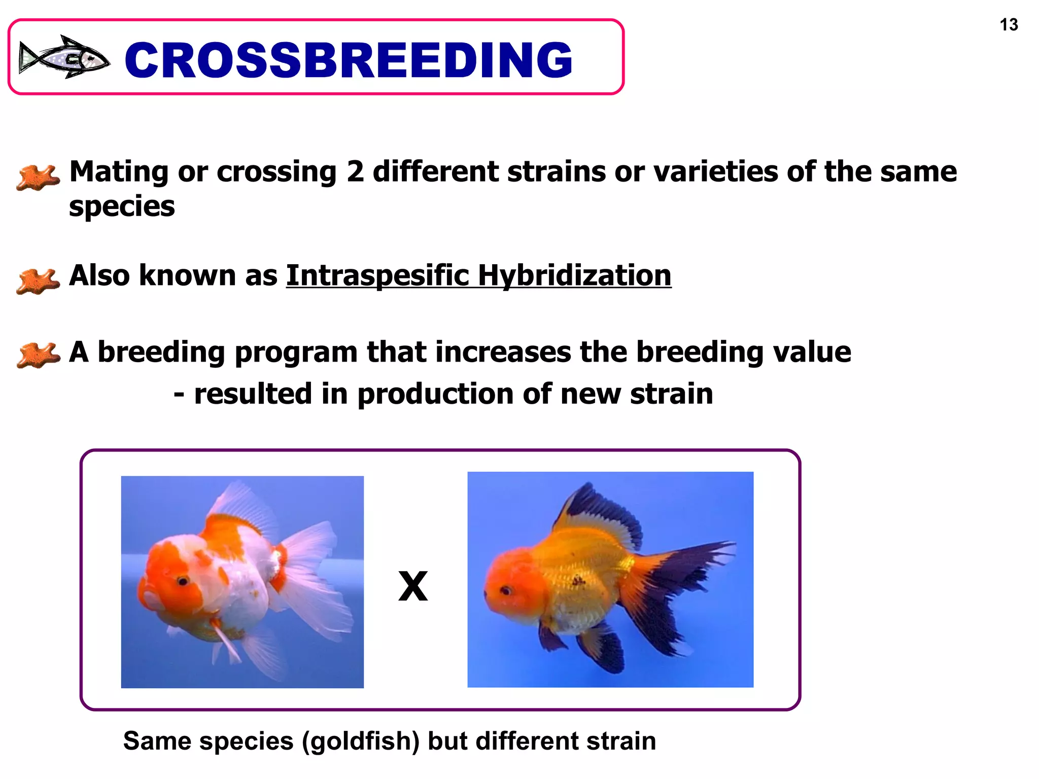 13




Mating or crossing 2 different strains or varieties of the same
species

Also known as Intraspesific Hybridization

A breeding program that increases the breeding value
       - resulted in production of new strain




                         X


   Same species (goldfish) but different strain
 