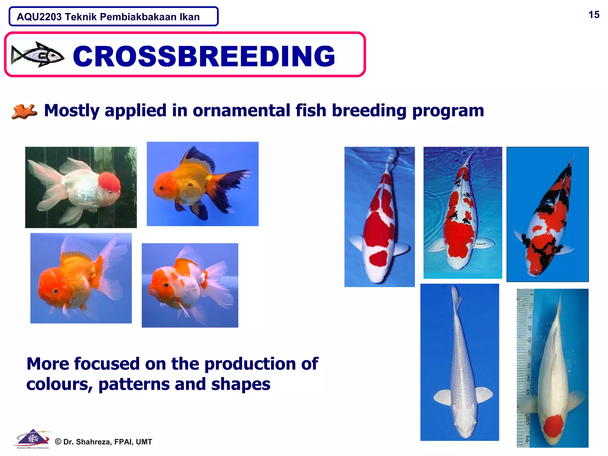 AQU2203 Teknik Pembiakbakaan Ikan                        15




    Mostly applied in ornamental fish breeding program




 More focused on the production of
 colours, patterns and shapes


      © Dr. Shahreza, FPAI, UMT
 
