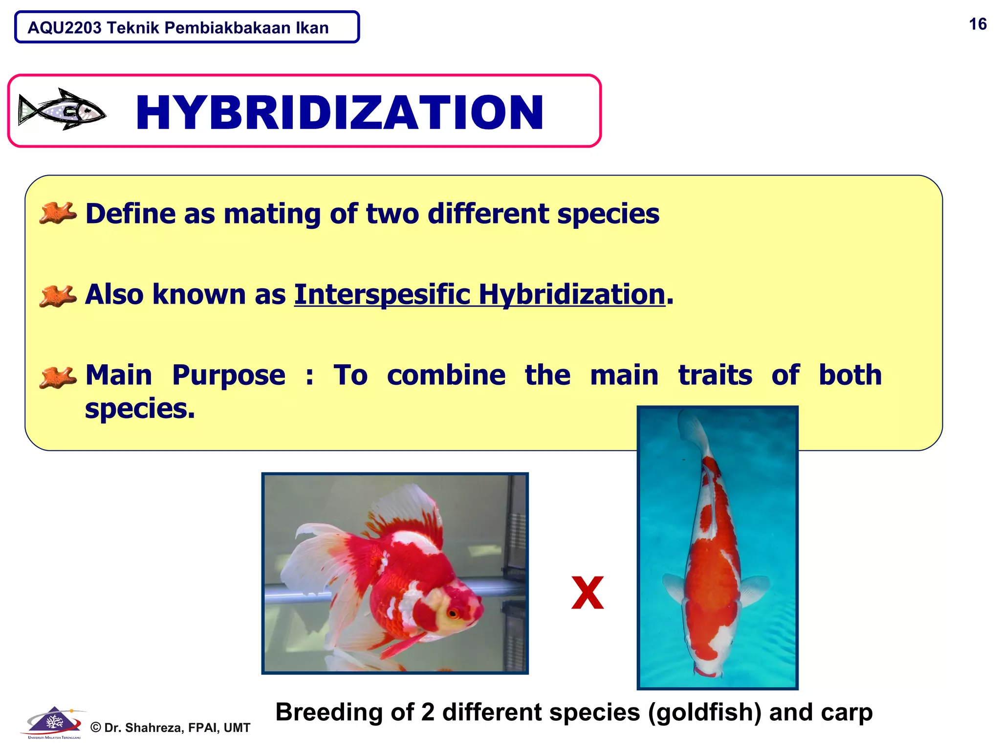 AQU2203 Teknik Pembiakbakaan Ikan                                                       16




      Define as mating of two different species

      Also known as Interspesific Hybridization.

      Main Purpose : To combine the main traits of both
      species.




                                                           X

      © Dr. Shahreza, FPAI, UMT
                                  Breeding of 2 different species (goldfish) and carp
 