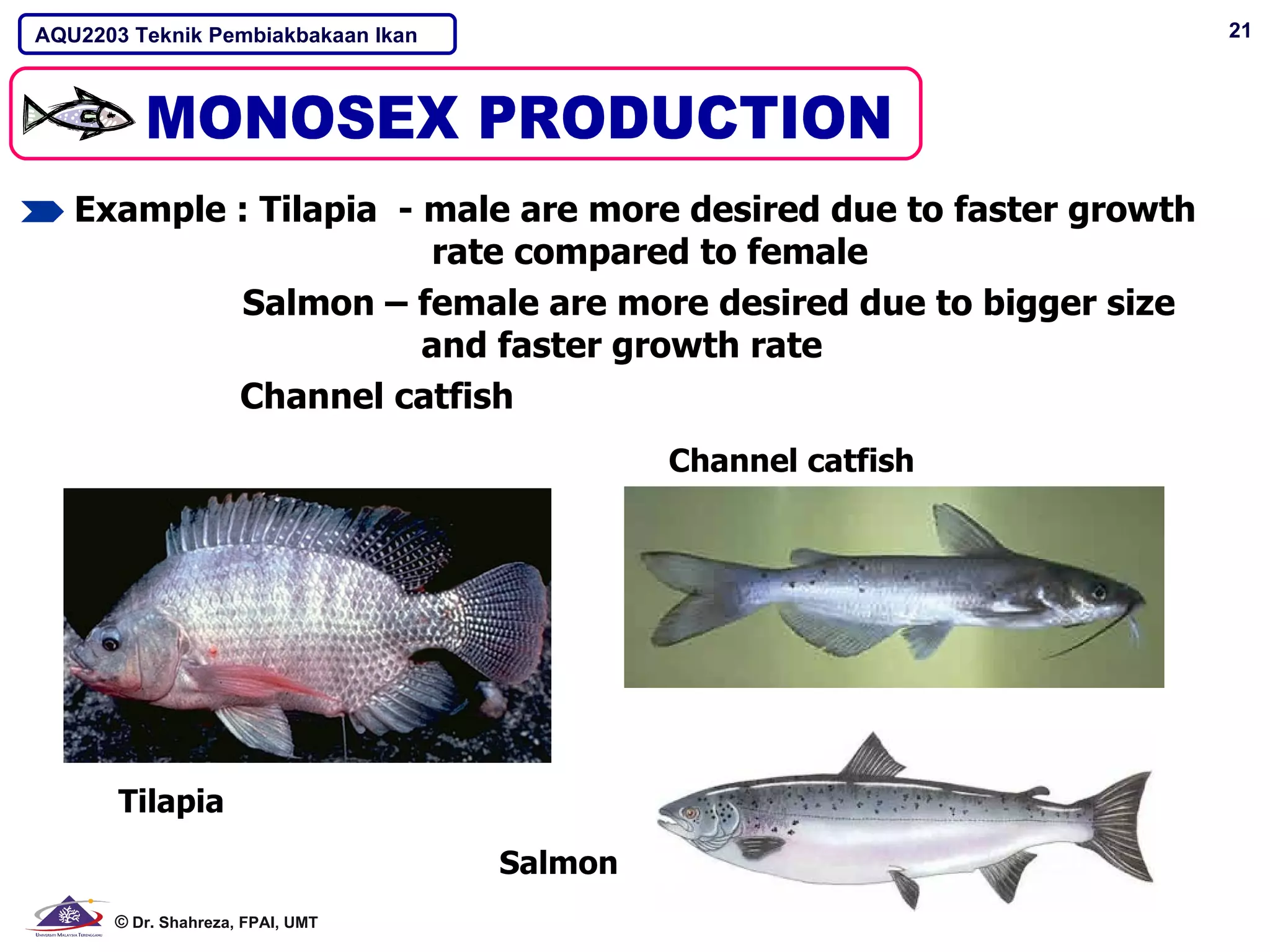 AQU2203 Teknik Pembiakbakaan Ikan                                   21




   Example : Tilapia - male are more desired due to faster growth
                       rate compared to female
           Salmon – female are more desired due to bigger size
                       and faster growth rate
           Channel catfish
                                             Channel catfish




       Tilapia
                                    Salmon
      © Dr. Shahreza, FPAI, UMT
 