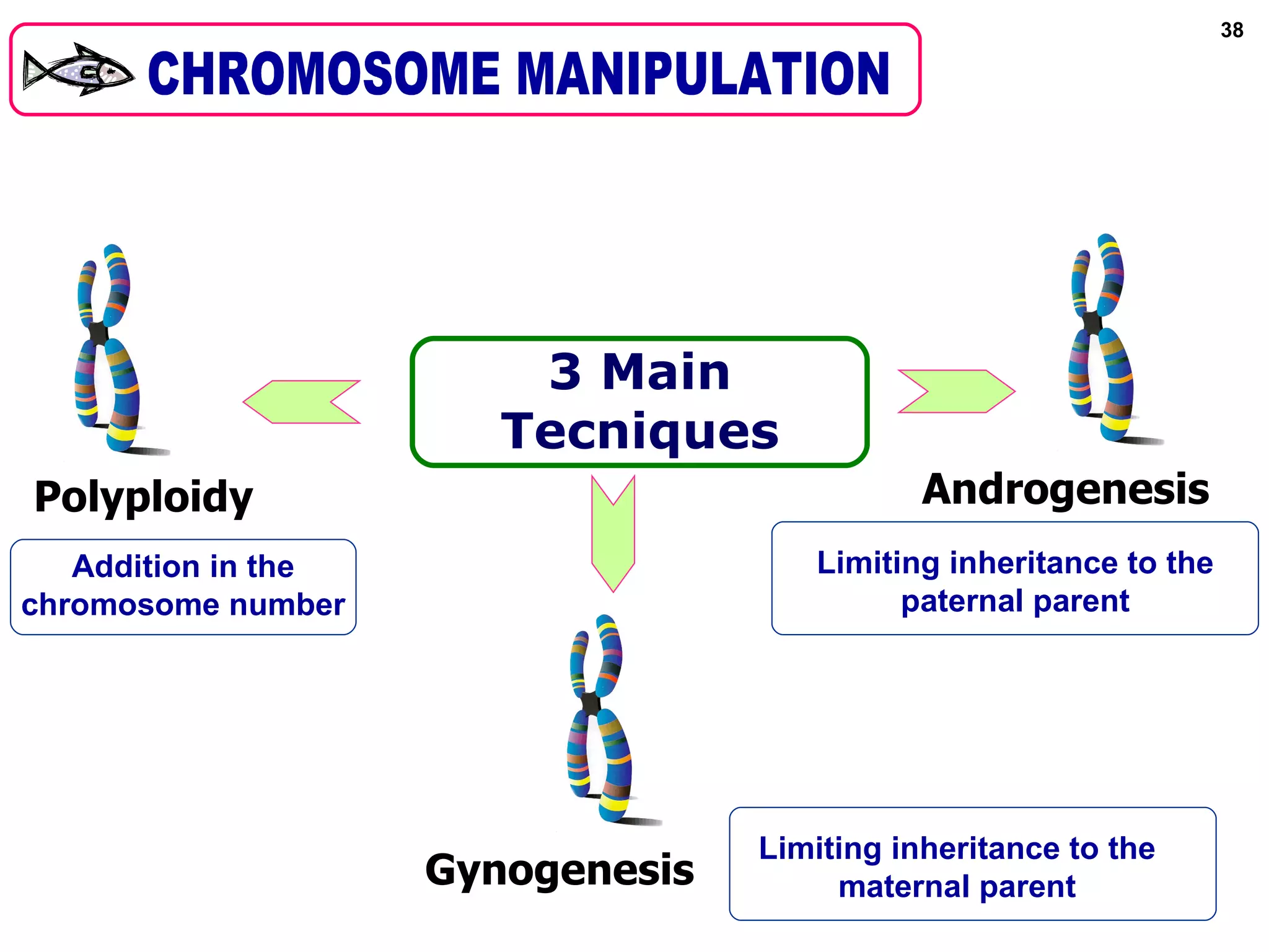 38




                         3 Main
                        Tecniques
Polyploidy                                    Androgenesis
   Addition in the                    Limiting inheritance to the
chromosome number                           paternal parent




                                   Limiting inheritance to the
                     Gynogenesis        maternal parent
 