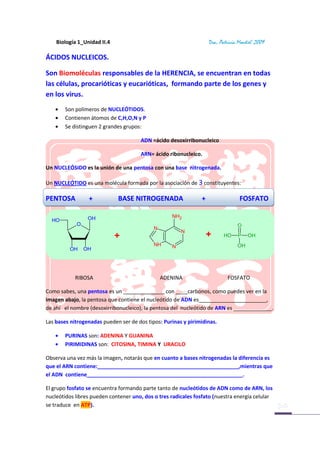 Biología 1_Unidad II.4                                         Dra. Patricia Montiel. 2009

ÁCIDOS NUCLEICOS.

Son Biomoléculas responsables de la HERENCIA, se encuentran en todas
las células, procarióticas y eucarióticas, formando parte de los genes y
en los virus.
       Son polímeros de NUCLEÓTIDOS.
       Contienen átomos de C,H,O,N y P
       Se distinguen 2 grandes grupos:

                                      ADN =ácido desoxirribonucleico

                                      ARN= ácido ribonucleico.

Un NUCLEÓSIDO es la unión de una pentosa con una base nitrogenada.

Un NUCLEÓTIDO es una molécula formada por la asociación de 3 constituyentes:

PENTOSA          +           BASE NITROGENADA                  +                  FOSFATO

                 OH                                NH2
  HO
            O                                                                    O
                                            N
                                                       N
                             +                                     +      HO     P    OH
                                            NH     N                             OH
         OH     OH




            RIBOSA                              ADENINA                     FOSFATO

Como sabes, una pentosa es un ______________ con ____carbonos, como puedes ver en la
imagen abajo, la pentosa que contiene el nucleótido de ADN es_______________________,
de ahí el nombre (desoxirribonucleico), la pentosa del nucleótido de ARN es _____________.

Las bases nitrogenadas pueden ser de dos tipos: Purinas y pirimidinas.

       PURINAS son: ADENINA Y GUANINA
       PIRIMIDINAS son: CITOSINA, TIMINA Y URACILO

Observa una vez más la imagen, notarás que en cuanto a bases nitrogenadas la diferencia es
que el ARN contiene:________________________________________________,mientras que
el ADN contiene_____________________________________________________.

El grupo fosfato se encuentra formando parte tanto de nucleótidos de ADN como de ARN, los
nucleótidos libres pueden contener uno, dos o tres radicales fosfato (nuestra energía celular
se traduce en ATP).
 