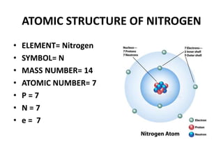 ATOMIC STRUCTURE OF NITROGEN
• ELEMENT= Nitrogen
• SYMBOL= N
• MASS NUMBER= 14
• ATOMIC NUMBER= 7
• P = 7
• N = 7
• e = 7
 