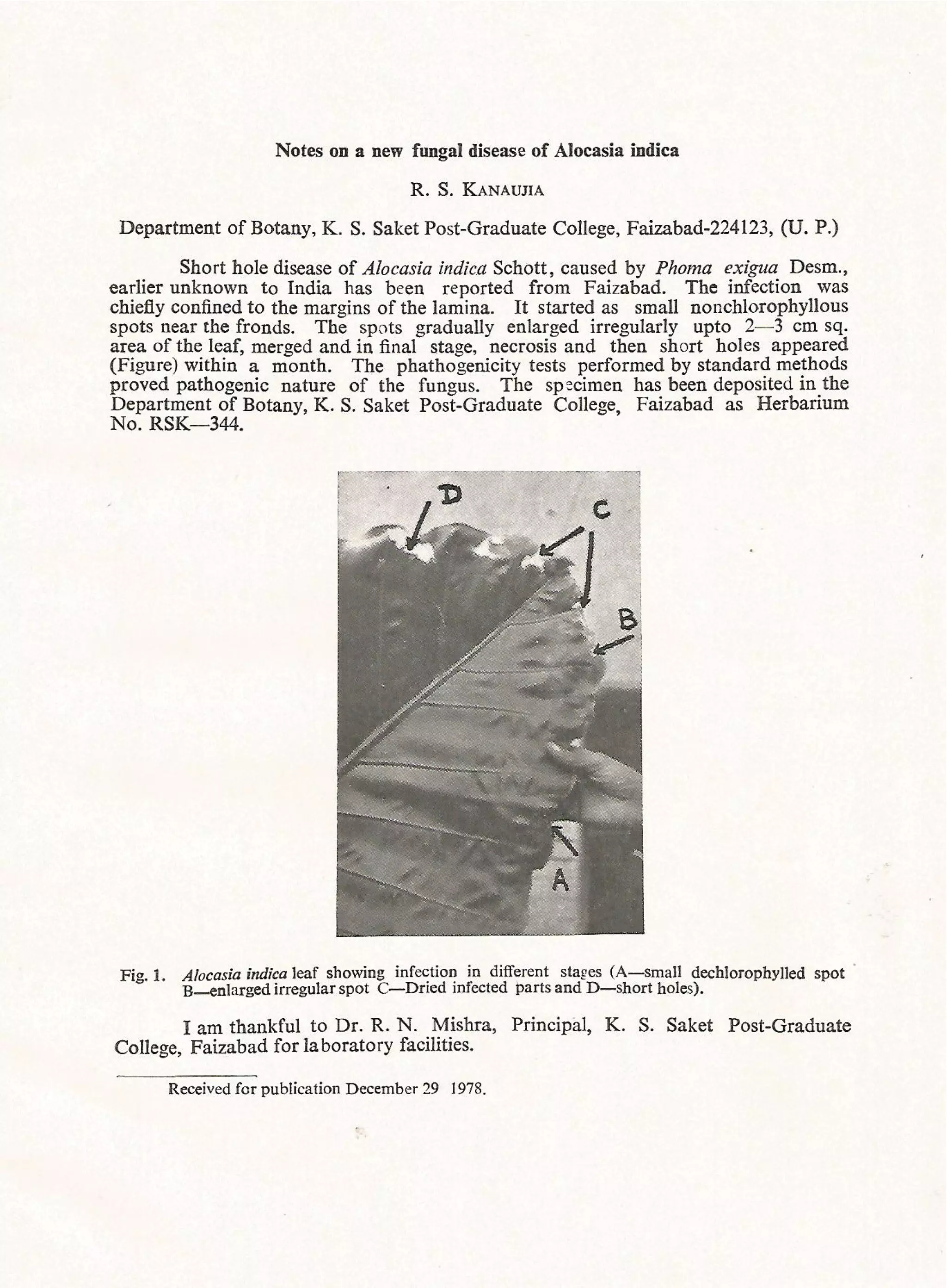 Notes on a new fungal disease of alocasia indica