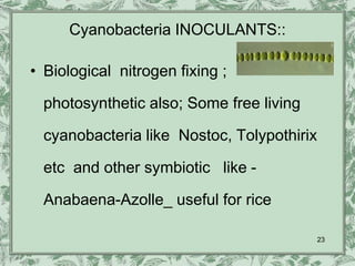 Cyanobacteria INOCULANTS::

• Biological nitrogen fixing ;

  photosynthetic also; Some free living

  cyanobacteria like Nostoc, Tolypothirix

  etc and other symbiotic like -

  Anabaena-Azolle_ useful for rice

                                            23
 