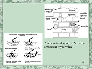 A schematic diagram of Vesicular
arbuscular mycorrhiza



                             30
 