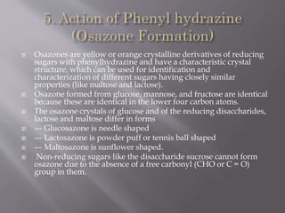  Osazones are yellow or orange crystalline derivatives of reducing
sugars with phenylhydrazine and have a characteristic crystal
structure, which can be used for identification and
characterization of different sugars having closely similar
properties (like maltose and lactose).
 Osazone formed from glucose, mannose, and fructose are identical
because these are identical in the lower four carbon atoms.
 The osazone crystals of glucose and of the reducing disaccharides,
lactose and maltose differ in forms
 –– Glucosazone is needle shaped
 –– Lactosazone is powder puff or tennis ball shaped
 –– Maltosazone is sunflower shaped.
 Non-reducing sugars like the disaccharide sucrose cannot form
osazone due to the absence of a free carbonyl (CHO or C = O)
group in them.
 