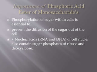  Phosphorylation of sugar within cells is
essential to
 prevent the diffusion of the sugar out of the
cell.
 • Nucleic acids (RNA and DNA) of cell nuclei
also contain sugar phosphates of ribose and
deoxyribose.
 