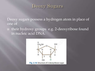 Deoxy sugars possess a hydrogen atom in place of
one of
 their hydroxy groups e.g. 2-deoxyribose found
in nucleic acid DNA.
 