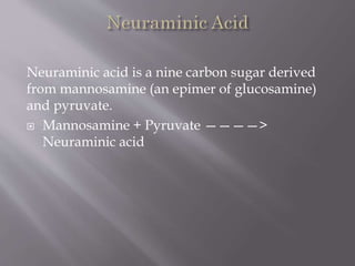 Neuraminic acid is a nine carbon sugar derived
from mannosamine (an epimer of glucosamine)
and pyruvate.
 Mannosamine + Pyruvate ————>
Neuraminic acid
 