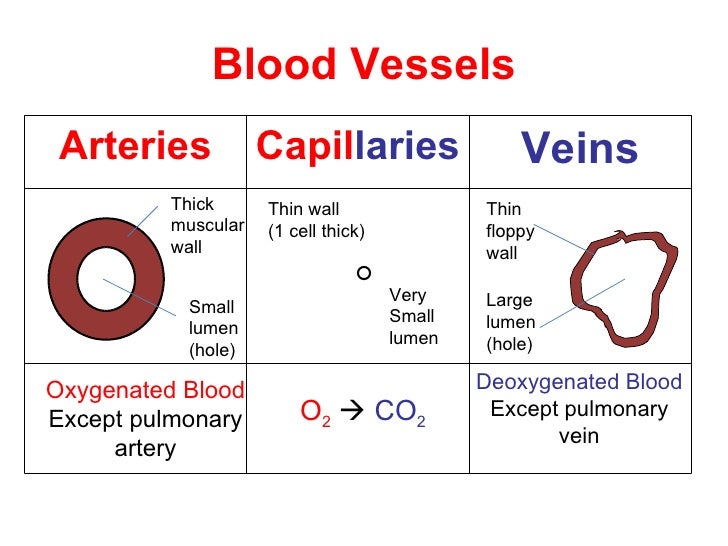 Why Do Veins Have A Large Lumen