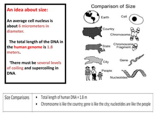 An idea about size:
An average cell nucleus is
about 6 micrometers in
diameter.
The total length of the DNA in
the human genome is 1.8
meters.
There must be several levels
of coiling and supercoiling in
DNA.