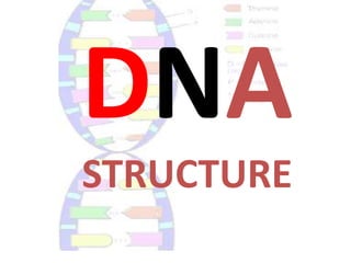 DNA  STRUCTURE 
