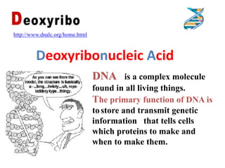 http://www.dnalc.org/home.html<br />Deoxyribonucleic Acid<br />DNA  is a complex molecule found in all living things.<br /...