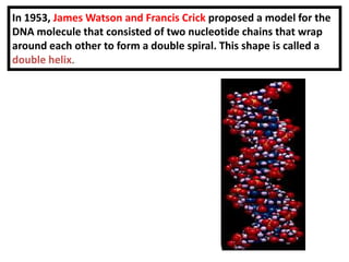 In 1953, James Watson and Francis Crick proposed a model for the DNA molecule that consisted of two nucleotide chains that...