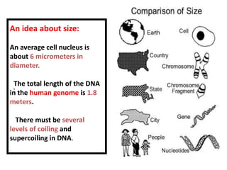 An idea about size:<br /> An average cell nucleus is about 6 micrometers in diameter.<br />  The total length of the DNA i...