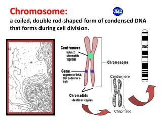 Chromosome:         a coiled, double rod-shaped form of condensed DNA that forms during cell division.<br />
