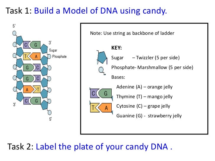 Notes On Dna And Dna Structure
