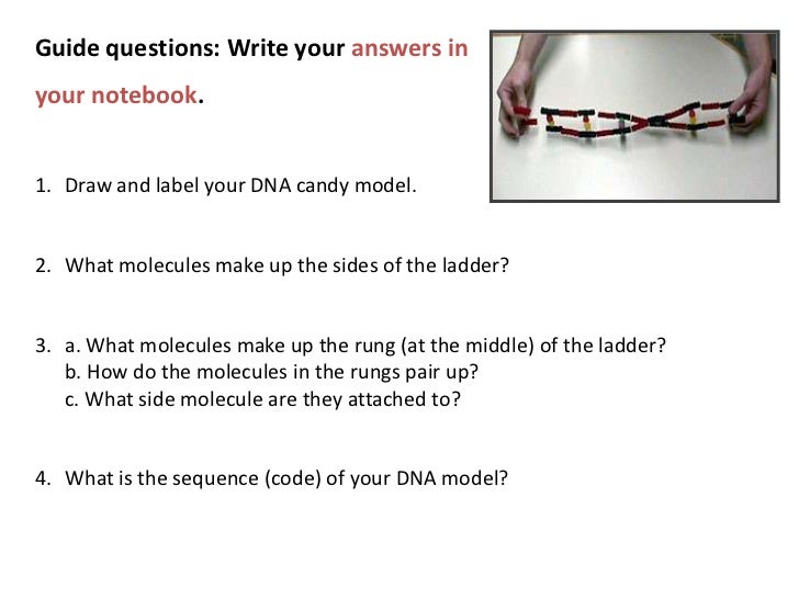 Notes On Dna And Dna Structure