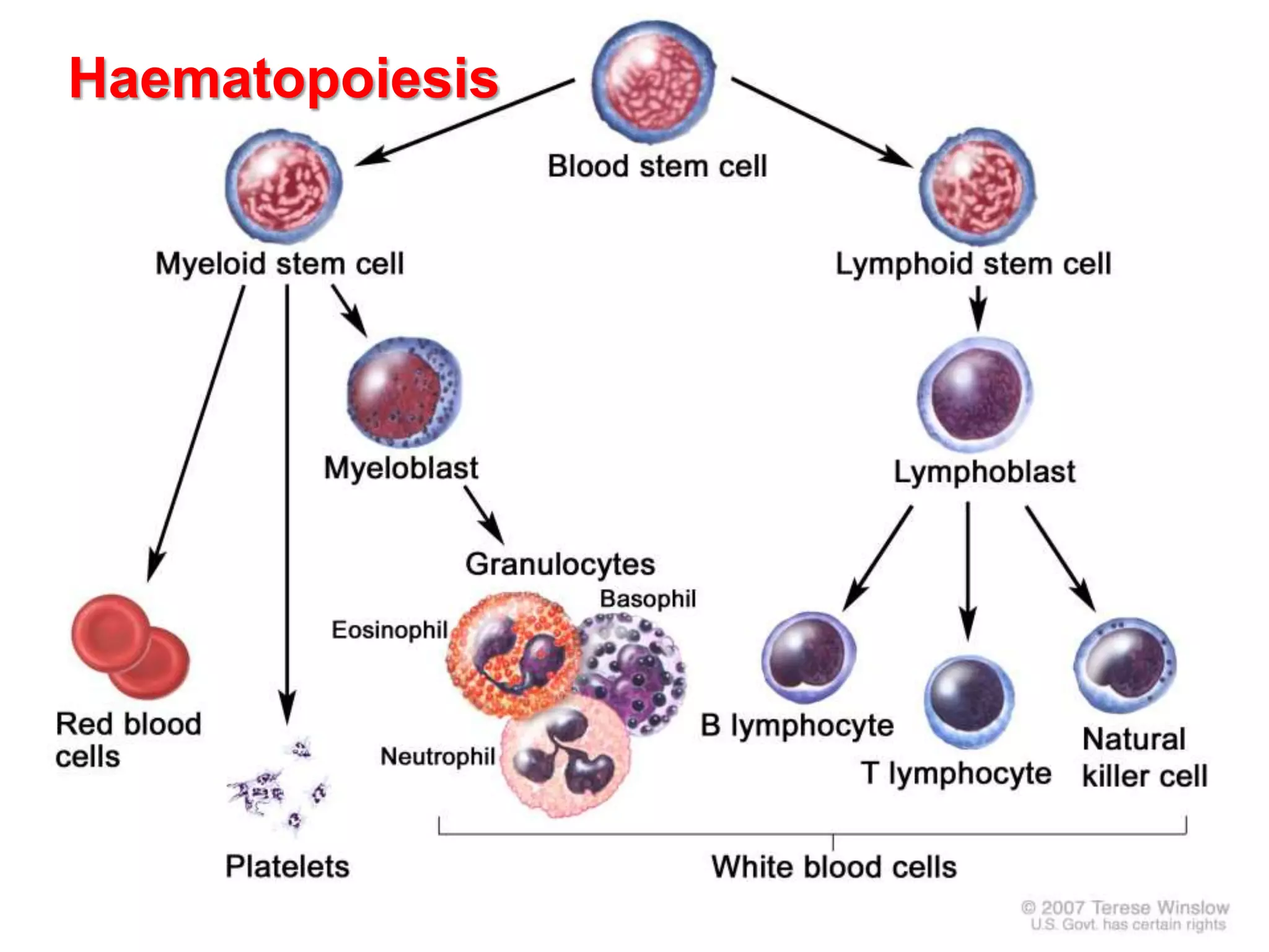 Haematopoiesis
 