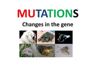 MUTATIONS
Changes in the gene
 