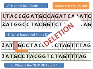 B. What happened in the DNA code?
1 T A C CGGA T GC C AGA T C AAA T C
2 A T GGC C T A CGG T C T AG T T T AG
2 A T GC C T A CGG T C T AG T T T AG
A. Normal DNA Code
C. What is the NEW DNA code?
3 A T GCC T A CGG T C T AG T T T AG
FRAME SHIFT MUTATION