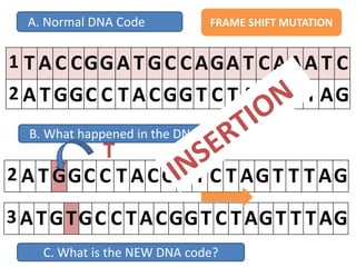 B. What happened in the DNA code?
1 T A C CGGA T GC C AGA T C AAA T C
2 A T GGC C T A CGG T C T AG T T T AG
2 A T GGC C T A CGG T C T AG T T T AG
A. Normal DNA Code
C. What is the NEW DNA code?
3 ATGTGC C TACGGT C TAGT T TAG
FRAME SHIFT MUTATION
T