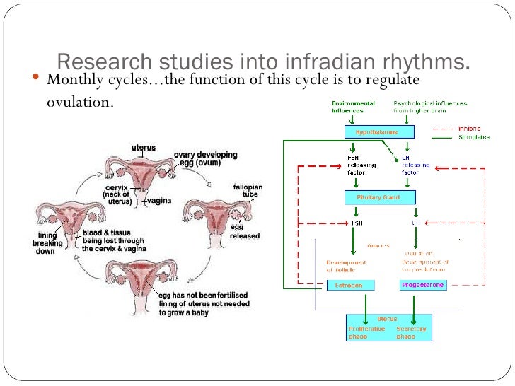 Examples of ultradian rhythms image