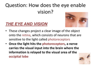 Question: How does the eye enable
vision?
• These changes project a clear image of the object
onto the retina, which consists of neurons that are
sensitive to the light called photoreceptors
• Once the light hits the photoreceptors, a nerve
carries the visual input into the brain where the
information is relayed to the visual area of the
occipital lobe
THE EYE AND VISION
 