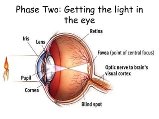 Phase Two: Getting the light in
the eye
 