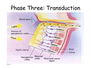 Phase Three: Transduction
 
