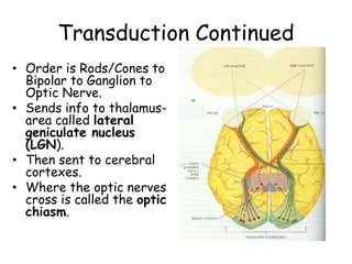 Transduction Continued
• Order is Rods/Cones to
Bipolar to Ganglion to
Optic Nerve.
• Sends info to thalamus-
area called lateral
geniculate nucleus
(LGN).
• Then sent to cerebral
cortexes.
• Where the optic nerves
cross is called the optic
chiasm.
 