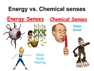 Energy vs. Chemical senses
Energy Senses Chemical Senses
Vision
Touch
Hearing
Taste
Smell
 