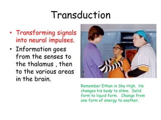 Transduction
• Transforming signals
into neural impulses.
• Information goes
from the senses to
the thalamus , then
to the various areas
in the brain.
Remember Ethan in Sky High. He
changes his body to slime. Solid
form to liquid form. Change from
one form of energy to another.
 