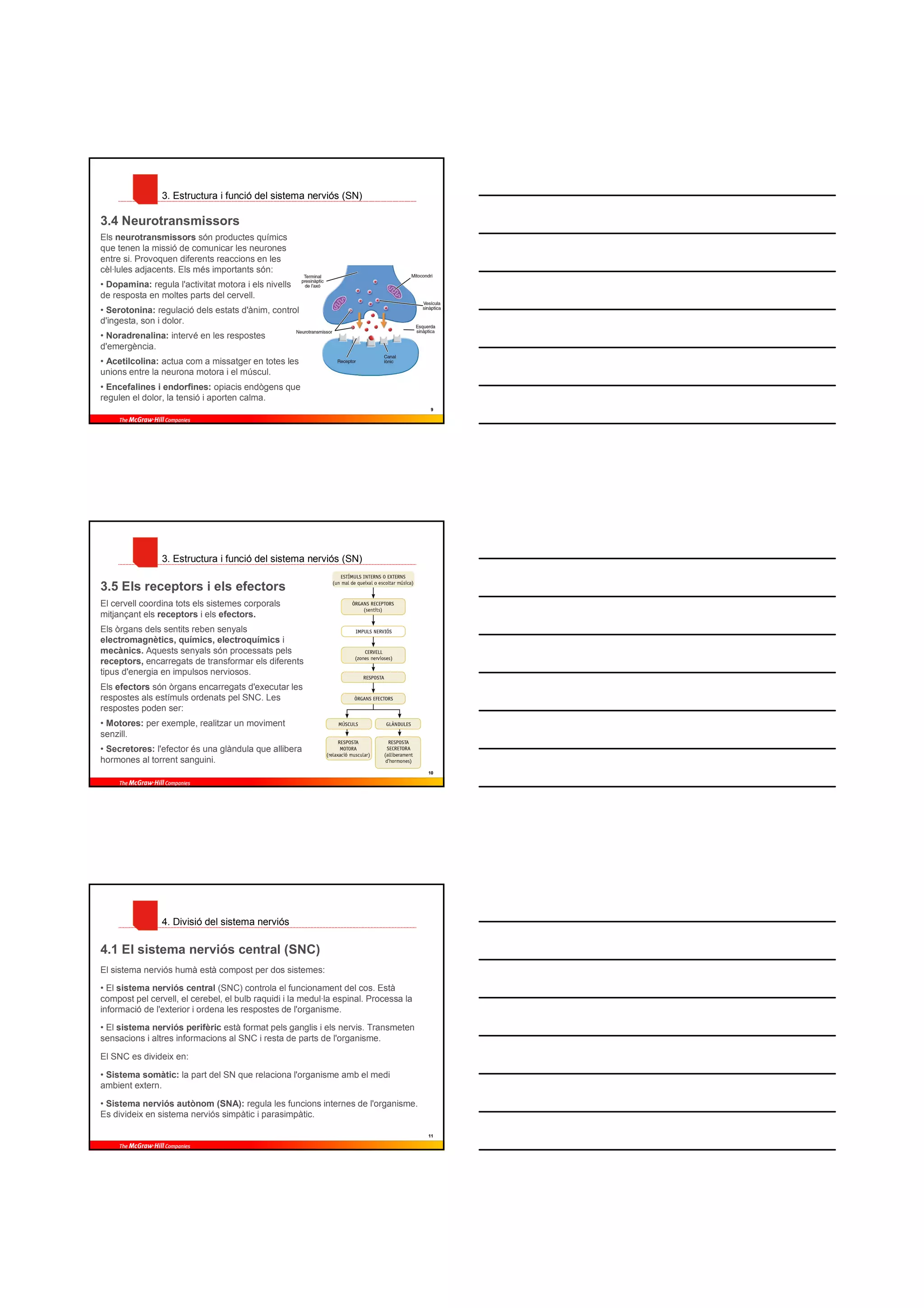 3. Estructura i funció del sistema nerviós (SN)

3.4 Neurotransmissors
Els neurotransmissors són productes químics
que tenen la missió de comunicar les neurones
entre si. Provoquen diferents reaccions en les
cèl·lules adjacents. Els més importants són:
• Dopamina: regula l'activitat motora i els nivells
de resposta en moltes parts del cervell.
• Serotonina: regulació dels estats d'ànim, control
d'ingesta, son i dolor.
• Noradrenalina: intervé en les respostes
d'emergència.
• Acetilcolina: actua com a missatger en totes les
unions entre la neurona motora i el múscul.
• Encefalines i endorfines: opiacis endògens que
regulen el dolor, la tensió i aporten calma.
                                                                                      9




                3. Estructura i funció del sistema nerviós (SN)

3.5 Els receptors i els efectors
El cervell coordina tots els sistemes corporals
mitjançant els receptors i els efectors.
Els òrgans dels sentits reben senyals
electromagnètics, químics, electroquímics i
mecànics. Aquests senyals són processats pels
receptors, encarregats de transformar els diferents
tipus d'energia en impulsos nerviosos.
Els efectors són òrgans encarregats d'executar les
respostes als estímuls ordenats pel SNC. Les
respostes poden ser:
• Motores: per exemple, realitzar un moviment
senzill.
• Secretores: l'efector és una glàndula que allibera
hormones al torrent sanguini.
                                                                                      10




                4. Divisió del sistema nerviós

4.1 El sistema nerviós central (SNC)
El sistema nerviós humà està compost per dos sistemes:

• El sistema nerviós central (SNC) controla el funcionament del cos. Està
compost pel cervell, el cerebel, el bulb raquidi i la medul·la espinal. Processa la
informació de l'exterior i ordena les respostes de l'organisme.

• El sistema nerviós perifèric està format pels ganglis i els nervis. Transmeten
sensacions i altres informacions al SNC i resta de parts de l'organisme.

El SNC es divideix en:

• Sistema somàtic: la part del SN que relaciona l'organisme amb el medi
ambient extern.

• Sistema nerviós autònom (SNA): regula les funcions internes de l'organisme.
Es divideix en sistema nerviós simpàtic i parasimpàtic.

                                                                                      11
 
