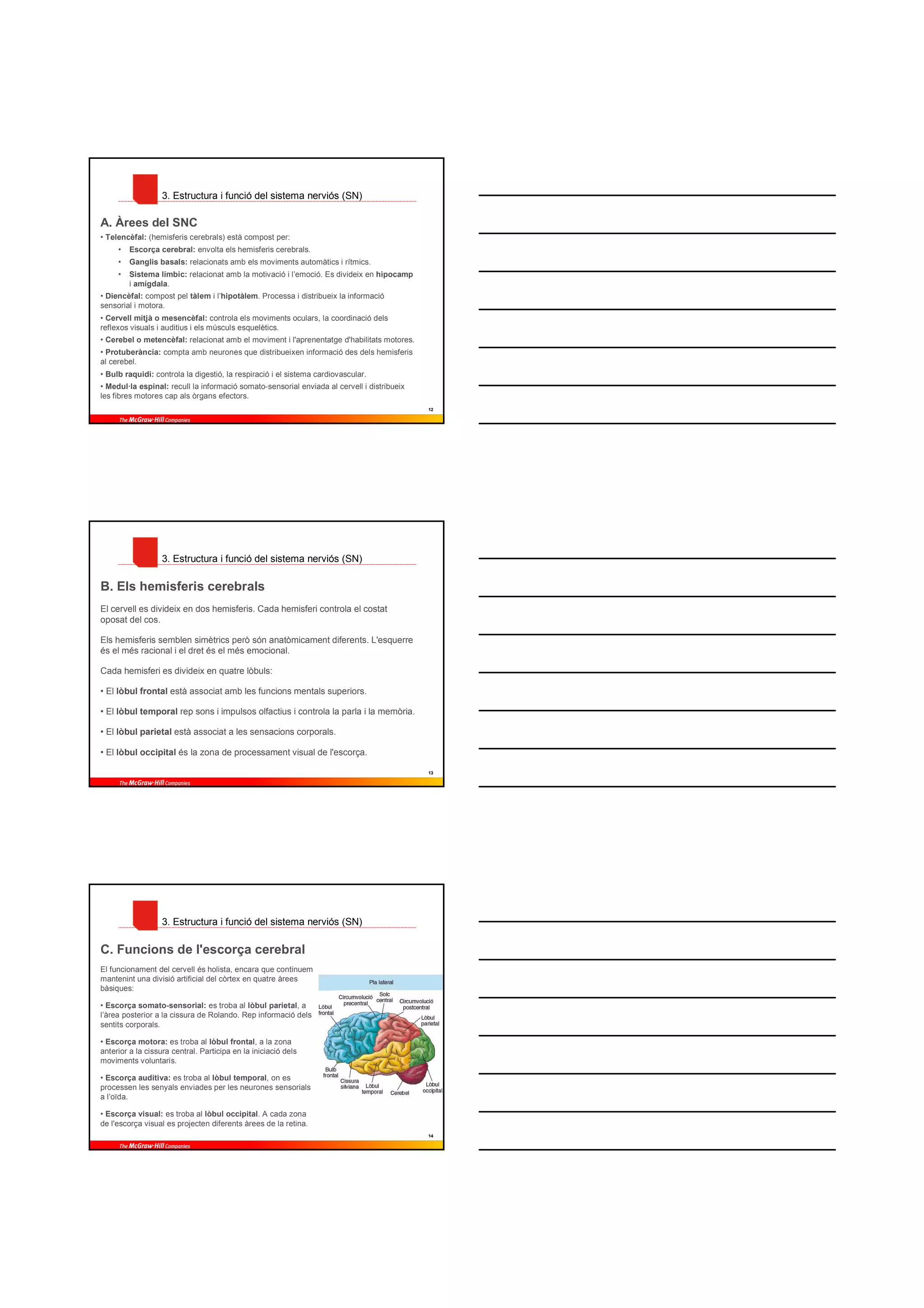3. Estructura i funció del sistema nerviós (SN)

A. Àrees del SNC
• Telencèfal: (hemisferis cerebrals) està compost per:
     •   Escorça cerebral: envolta els hemisferis cerebrals.
     •   Ganglis basals: relacionats amb els moviments automàtics i rítmics.
     •   Sistema límbic: relacionat amb la motivació i l’emoció. Es divideix en hipocamp
         i amígdala.
• Diencèfal: compost pel tàlem i l’hipotàlem. Processa i distribueix la informació
sensorial i motora.
• Cervell mitjà o mesencèfal: controla els moviments oculars, la coordinació dels
reflexos visuals i auditius i els músculs esquelètics.
• Cerebel o metencèfal: relacionat amb el moviment i l'aprenentatge d'habilitats motores.
• Protuberància: compta amb neurones que distribueixen informació des dels hemisferis
al cerebel.
• Bulb raquidi: controla la digestió, la respiració i el sistema cardiovascular.
• Medul·la espinal: recull la informació somato-sensorial enviada al cervell i distribueix
les fibres motores cap als òrgans efectors.
                                                                                             12




                   3. Estructura i funció del sistema nerviós (SN)

B. Els hemisferis cerebrals
El cervell es divideix en dos hemisferis. Cada hemisferi controla el costat
oposat del cos.

Els hemisferis semblen simètrics però són anatòmicament diferents. L'esquerre
és el més racional i el dret és el més emocional.

Cada hemisferi es divideix en quatre lòbuls:

• El lòbul frontal està associat amb les funcions mentals superiors.

• El lòbul temporal rep sons i impulsos olfactius i controla la parla i la memòria.

• El lòbul parietal està associat a les sensacions corporals.

• El lòbul occipital és la zona de processament visual de l'escorça.

                                                                                             13




                   3. Estructura i funció del sistema nerviós (SN)

C. Funcions de l'escorça cerebral
El funcionament del cervell és holista, encara que continuem
mantenint una divisió artificial del còrtex en quatre àrees
bàsiques:

• Escorça somato-sensorial: es troba al lòbul parietal, a
l’àrea posterior a la cissura de Rolando. Rep informació dels
sentits corporals.

• Escorça motora: es troba al lòbul frontal, a la zona
anterior a la cissura central. Participa en la iniciació dels
moviments voluntaris.

• Escorça auditiva: es troba al lòbul temporal, on es
processen les senyals enviades per les neurones sensorials
a l’oïda.

• Escorça visual: es troba al lòbul occipital. A cada zona
de l'escorça visual es projecten diferents àrees de la retina.
                                                                                             14
 