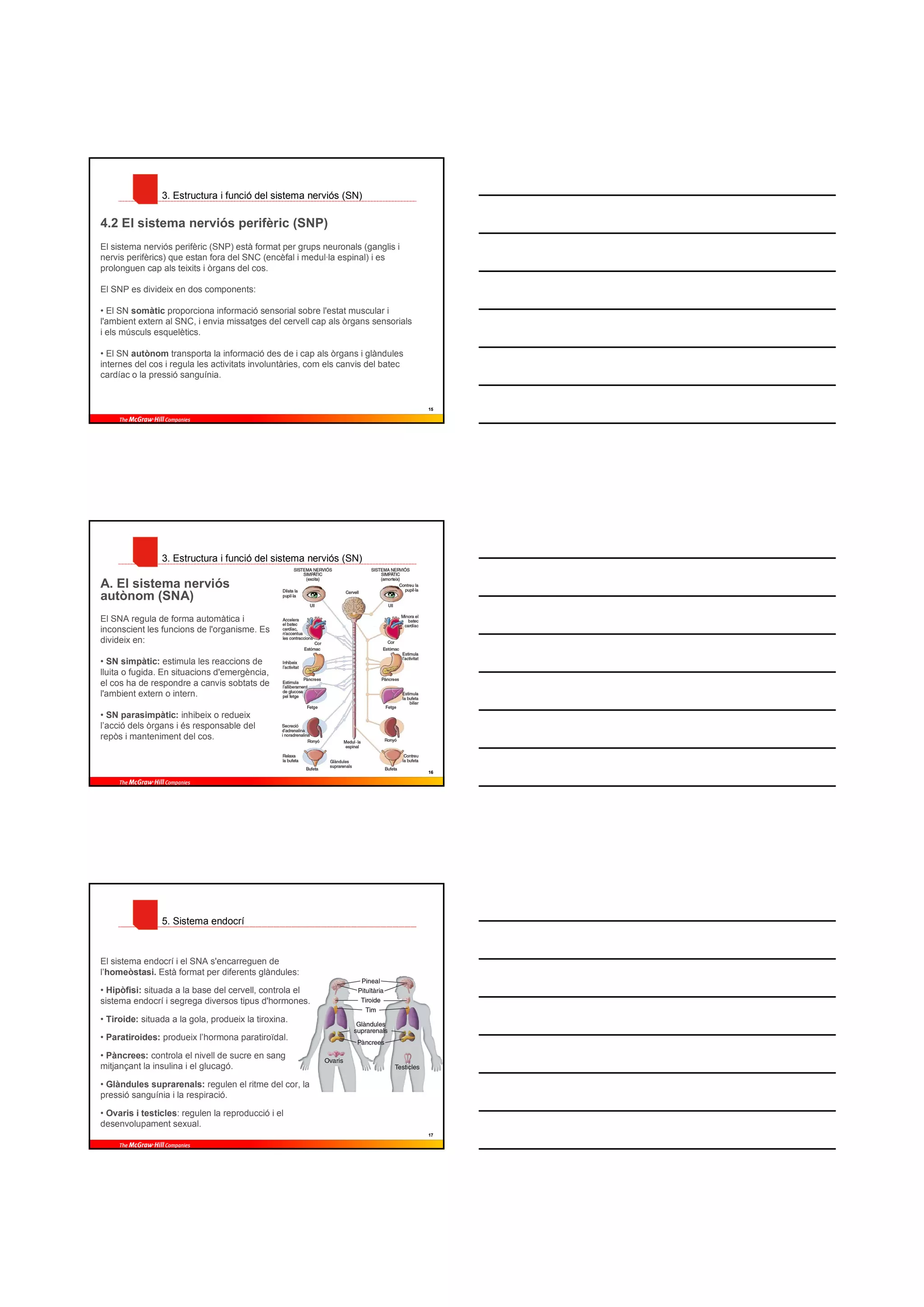 3. Estructura i funció del sistema nerviós (SN)

4.2 El sistema nerviós perifèric (SNP)
El sistema nerviós perifèric (SNP) està format per grups neuronals (ganglis i
nervis perifèrics) que estan fora del SNC (encèfal i medul·la espinal) i es
prolonguen cap als teixits i òrgans del cos.

El SNP es divideix en dos components:

• El SN somàtic proporciona informació sensorial sobre l'estat muscular i
l'ambient extern al SNC, i envia missatges del cervell cap als òrgans sensorials
i els músculs esquelètics.

• El SN autònom transporta la informació des de i cap als òrgans i glàndules
internes del cos i regula les activitats involuntàries, com els canvis del batec
cardíac o la pressió sanguínia.


                                                                                   15




                3. Estructura i funció del sistema nerviós (SN)

A. El sistema nerviós
autònom (SNA)
El SNA regula de forma automàtica i
inconscient les funcions de l'organisme. Es
divideix en:

• SN simpàtic: estimula les reaccions de
lluita o fugida. En situacions d'emergència,
el cos ha de respondre a canvis sobtats de
l'ambient extern o intern.

• SN parasimpàtic: inhibeix o redueix
l’acció dels òrgans i és responsable del
repòs i manteniment del cos.


                                                                                   16




                5. Sistema endocrí



El sistema endocrí i el SNA s'encarreguen de
l’homeòstasi. Està format per diferents glàndules:

• Hipòfisi: situada a la base del cervell, controla el
sistema endocrí i segrega diversos tipus d'hormones.

• Tiroide: situada a la gola, produeix la tiroxina.

• Paratiroides: produeix l’hormona paratiroïdal.

• Pàncrees: controla el nivell de sucre en sang
mitjançant la insulina i el glucagó.

• Glàndules suprarenals: regulen el ritme del cor, la
pressió sanguínia i la respiració.

• Ovaris i testicles: regulen la reproducció i el
desenvolupament sexual.
                                                                                   17
 