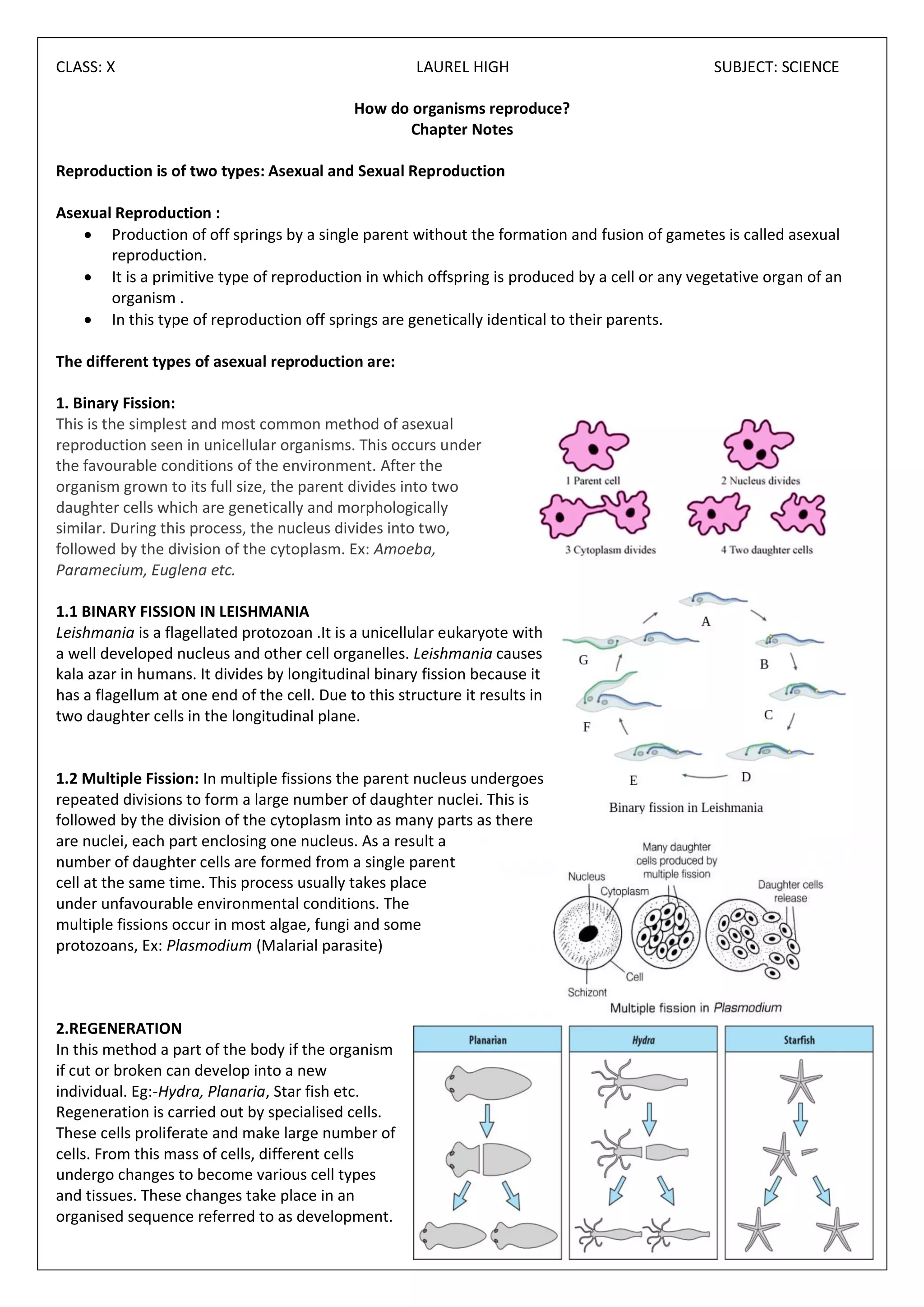 CLASS: X LAUREL HIGH SUBJECT: SCIENCE
How do organisms reproduce?
Chapter Notes
Reproduction is of two types: Asexual and Sexual Reproduction
Asexual Reproduction :
• Production of off springs by a single parent without the formation and fusion of gametes is called asexual
reproduction.
• It is a primitive type of reproduction in which offspring is produced by a cell or any vegetative organ of an
organism .
• In this type of reproduction off springs are genetically identical to their parents.
The different types of asexual reproduction are:
1. Binary Fission:
This is the simplest and most common method of asexual
reproduction seen in unicellular organisms. This occurs under
the favourable conditions of the environment. After the
organism grown to its full size, the parent divides into two
daughter cells which are genetically and morphologically
similar. During this process, the nucleus divides into two,
followed by the division of the cytoplasm. Ex: Amoeba,
Paramecium, Euglena etc.
1.1 BINARY FISSION IN LEISHMANIA
Leishmania is a flagellated protozoan .It is a unicellular eukaryote with
a well developed nucleus and other cell organelles. Leishmania causes
kala azar in humans. It divides by longitudinal binary fission because it
has a flagellum at one end of the cell. Due to this structure it results in
two daughter cells in the longitudinal plane.
1.2 Multiple Fission: In multiple fissions the parent nucleus undergoes
repeated divisions to form a large number of daughter nuclei. This is
followed by the division of the cytoplasm into as many parts as there
are nuclei, each part enclosing one nucleus. As a result a
number of daughter cells are formed from a single parent
cell at the same time. This process usually takes place
under unfavourable environmental conditions. The
multiple fissions occur in most algae, fungi and some
protozoans, Ex: Plasmodium (Malarial parasite)
2.REGENERATION
In this method a part of the body if the organism
if cut or broken can develop into a new
individual. Eg:-Hydra, Planaria, Star fish etc.
Regeneration is carried out by specialised cells.
These cells proliferate and make large number of
cells. From this mass of cells, different cells
undergo changes to become various cell types
and tissues. These changes take place in an
organised sequence referred to as development.
 
