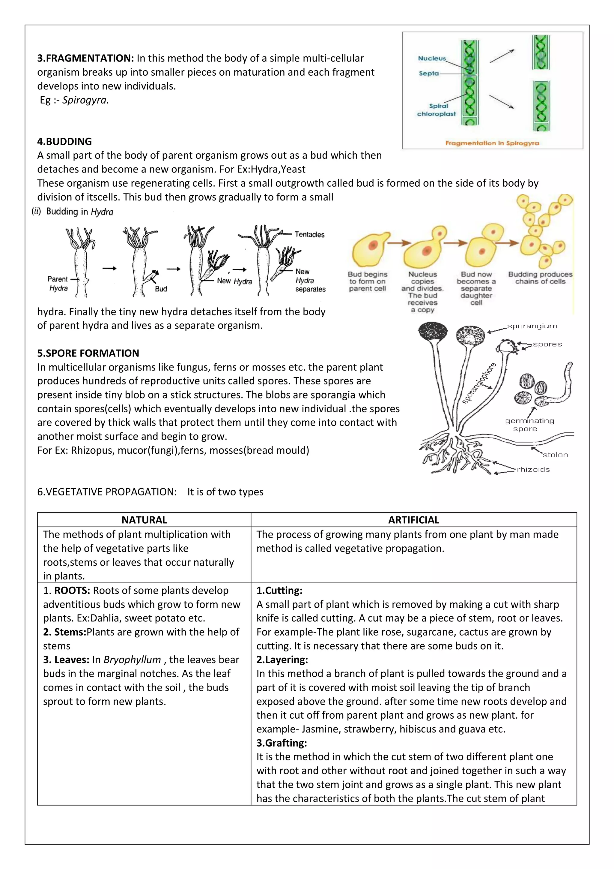 3.FRAGMENTATION: In this method the body of a simple multi-cellular
organism breaks up into smaller pieces on maturation and each fragment
develops into new individuals.
Eg :- Spirogyra.
4.BUDDING
A small part of the body of parent organism grows out as a bud which then
detaches and become a new organism. For Ex:Hydra,Yeast
These organism use regenerating cells. First a small outgrowth called bud is formed on the side of its body by
division of itscells. This bud then grows gradually to form a small
hydra. Finally the tiny new hydra detaches itself from the body
of parent hydra and lives as a separate organism.
5.SPORE FORMATION
In multicellular organisms like fungus, ferns or mosses etc. the parent plant
produces hundreds of reproductive units called spores. These spores are
present inside tiny blob on a stick structures. The blobs are sporangia which
contain spores(cells) which eventually develops into new individual .the spores
are covered by thick walls that protect them until they come into contact with
another moist surface and begin to grow.
For Ex: Rhizopus, mucor(fungi),ferns, mosses(bread mould)
6.VEGETATIVE PROPAGATION: It is of two types
NATURAL ARTIFICIAL
The methods of plant multiplication with
the help of vegetative parts like
roots,stems or leaves that occur naturally
in plants.
The process of growing many plants from one plant by man made
method is called vegetative propagation.
1. ROOTS: Roots of some plants develop
adventitious buds which grow to form new
plants. Ex:Dahlia, sweet potato etc.
2. Stems:Plants are grown with the help of
stems
3. Leaves: In Bryophyllum , the leaves bear
buds in the marginal notches. As the leaf
comes in contact with the soil , the buds
sprout to form new plants.
1.Cutting:
A small part of plant which is removed by making a cut with sharp
knife is called cutting. A cut may be a piece of stem, root or leaves.
For example-The plant like rose, sugarcane, cactus are grown by
cutting. It is necessary that there are some buds on it.
2.Layering:
In this method a branch of plant is pulled towards the ground and a
part of it is covered with moist soil leaving the tip of branch
exposed above the ground. after some time new roots develop and
then it cut off from parent plant and grows as new plant. for
example- Jasmine, strawberry, hibiscus and guava etc.
3.Grafting:
It is the method in which the cut stem of two different plant one
with root and other without root and joined together in such a way
that the two stem joint and grows as a single plant. This new plant
has the characteristics of both the plants.The cut stem of plant
 