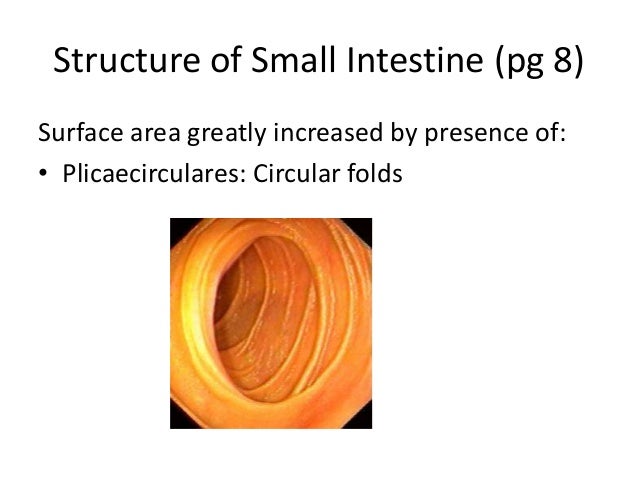Small intestine structure image