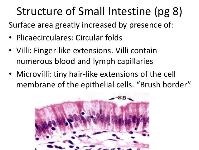 Small intestine length image