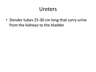 Ureters
• Slender tubes 25-30 cm long that carry urine
from the kidneys to the bladder
 