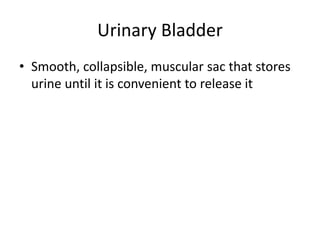 Urinary Bladder
• Smooth, collapsible, muscular sac that stores
urine until it is convenient to release it
 