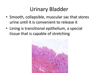 Urinary Bladder
• Smooth, collapsible, muscular sac that stores
urine until it is convenient to release it
• Lining is transitional epithelium, a special
tissue that is capable of stretching
 