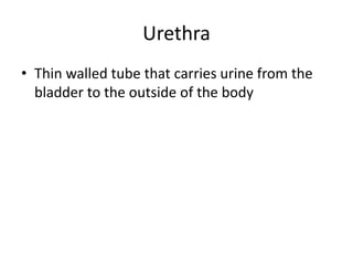 Urethra
• Thin walled tube that carries urine from the
bladder to the outside of the body
 