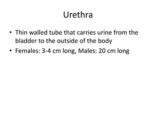 Urethra
• Thin walled tube that carries urine from the
bladder to the outside of the body
• Females: 3-4 cm long, Males: 20 cm long
 