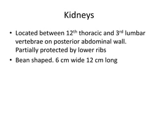 Kidneys
• Located between 12th thoracic and 3rd lumbar
vertebrae on posterior abdominal wall.
Partially protected by lower ribs
• Bean shaped. 6 cm wide 12 cm long
 