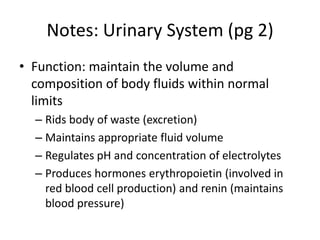 Notes: Urinary System (pg 2)
• Function: maintain the volume and
composition of body fluids within normal
limits
– Rids body of waste (excretion)
– Maintains appropriate fluid volume
– Regulates pH and concentration of electrolytes
– Produces hormones erythropoietin (involved in
red blood cell production) and renin (maintains
blood pressure)
 